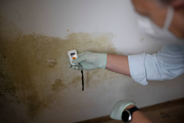 Best Black Mold Remediation in Dunnstown, PA